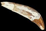 2.3" Primitive Whale (Basilosaur) Tooth - Dakhla, Morocco - #106323-1